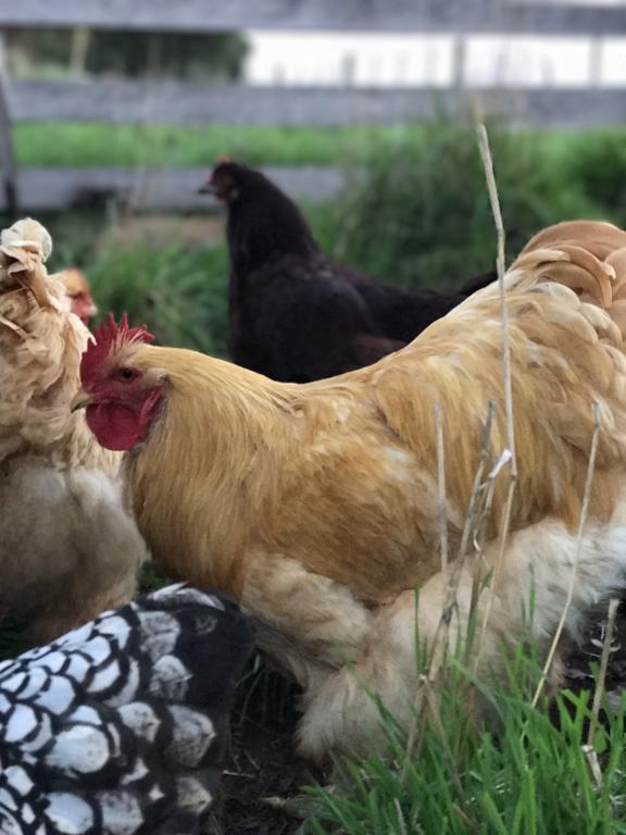 Robin Hoods Well Farm Stay Sassafras Zewnętrze zdjęcie